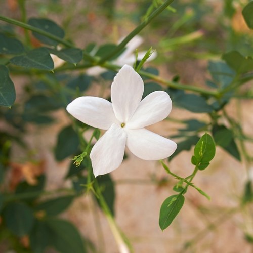Crema del Re